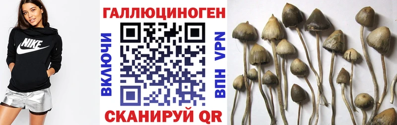 площадка официальный сайт  где купить наркоту  Шатура  Псилоцибиновые грибы Psilocybe  ссылка на мегу  